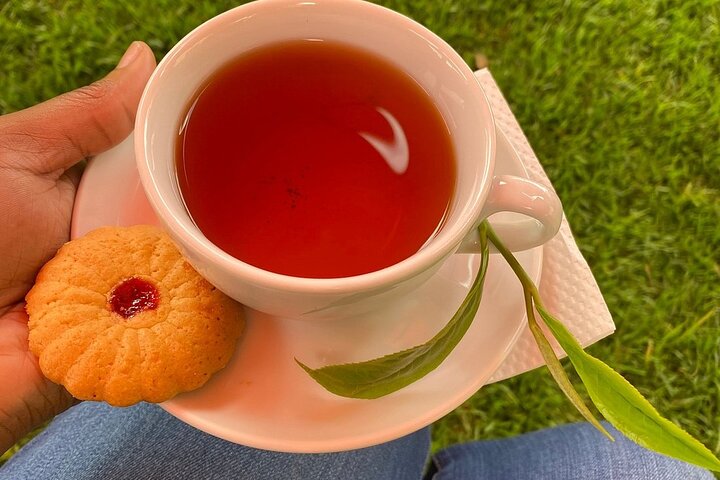 tea farm